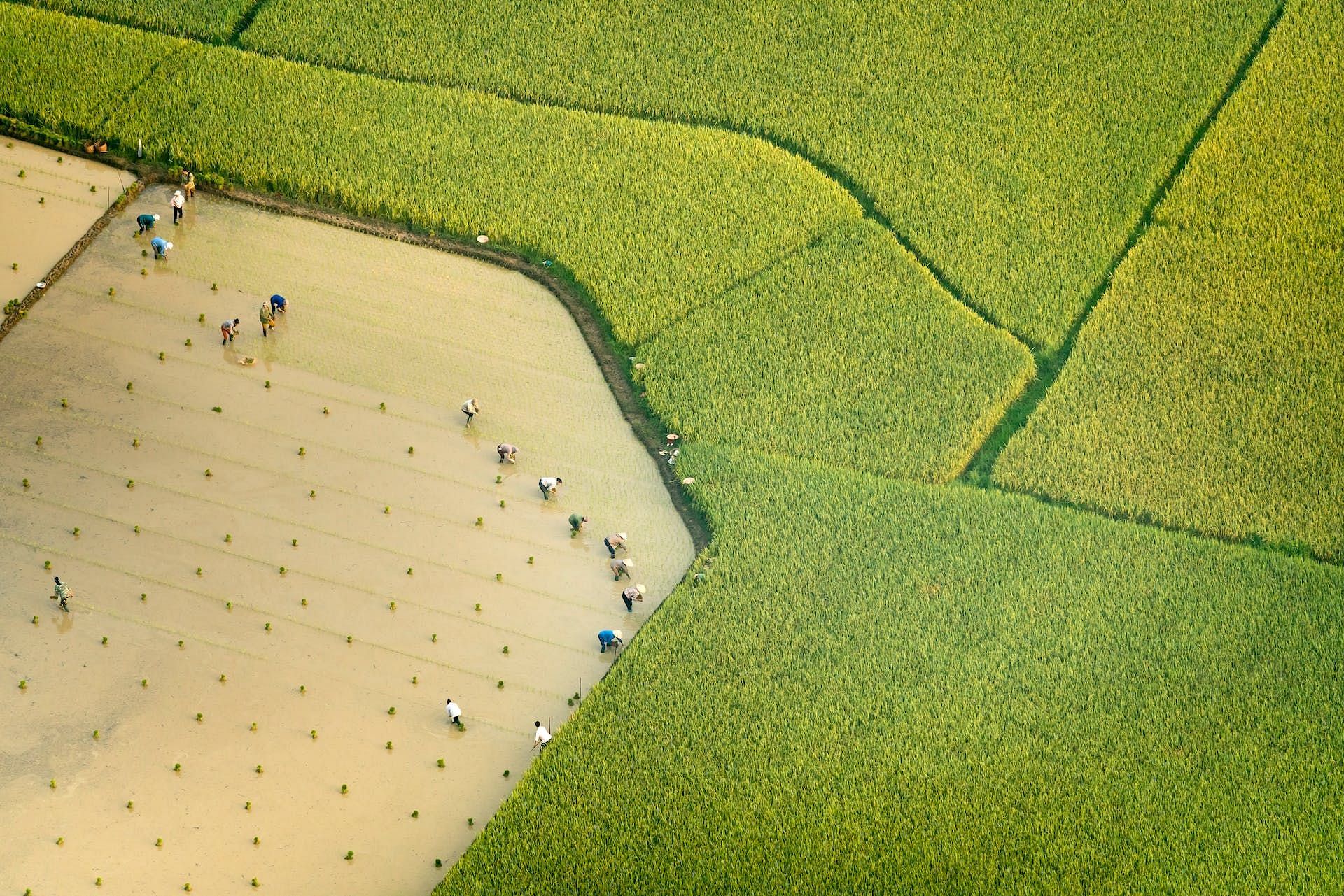 (Image via Pexels/Quang Nguyen Vinh)